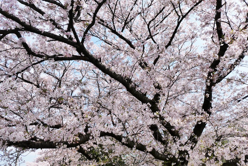 さく井の桜