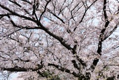 さく井の桜