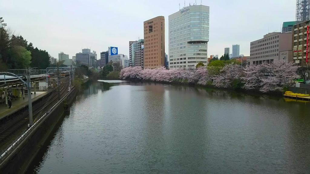 名残の桜