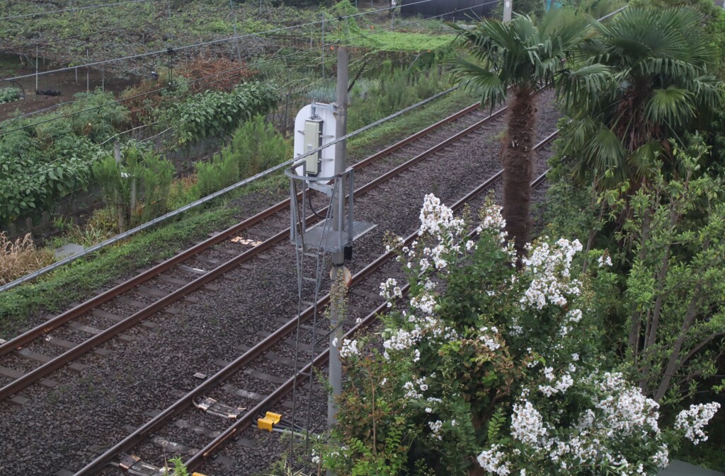 雨の日は東独製レンズ