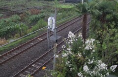 雨の日は東独製レンズ