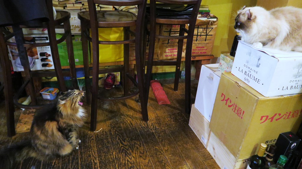 「ガオーッ！」「な、なんニャ！」