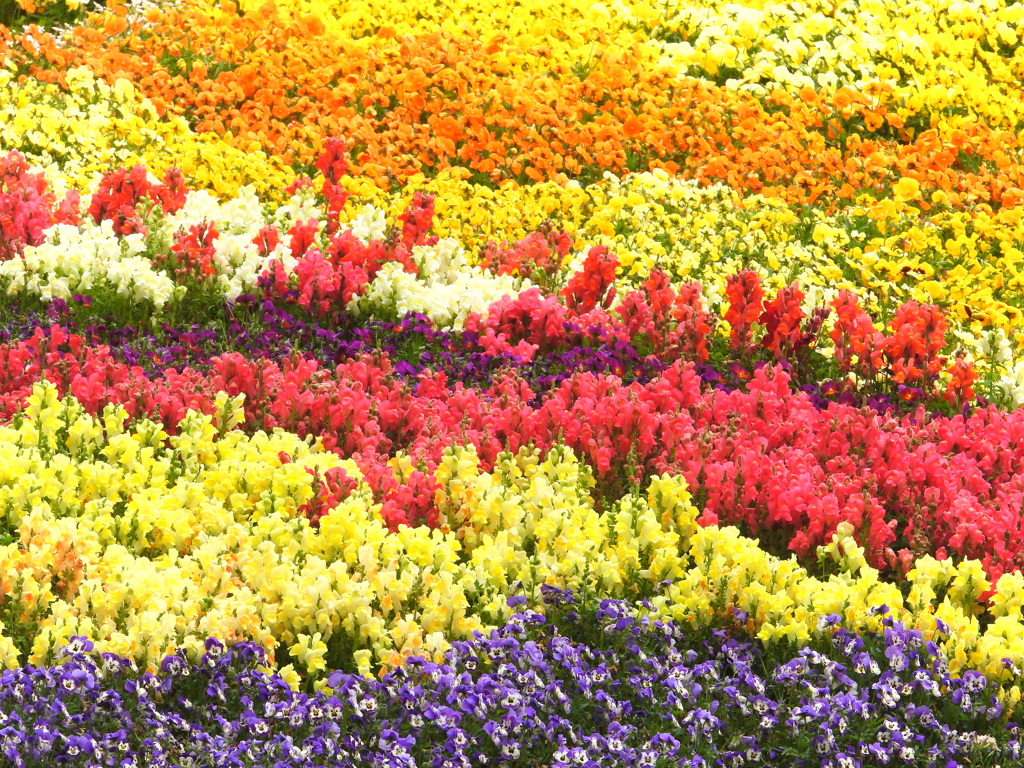 撮影モードはポップ