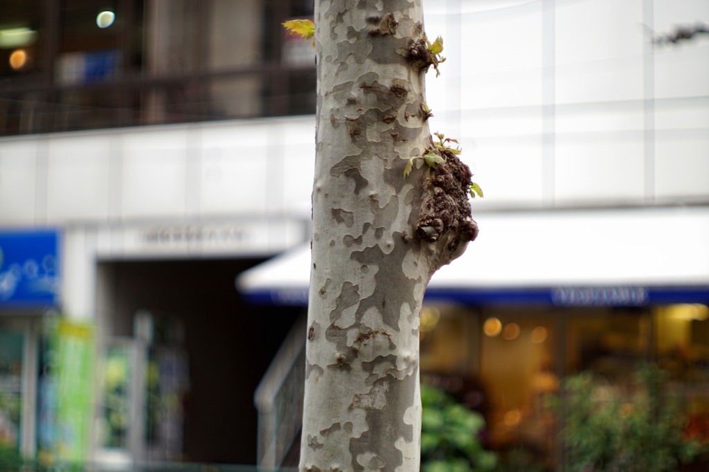 SUPER-CANOMATIC LENS R 58mm F1.2(1962)