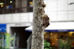 SUPER-CANOMATIC LENS R 58mm F1.2(1962)