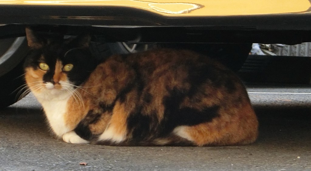 三毛猫