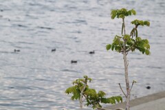 名も知らぬ遠き島より