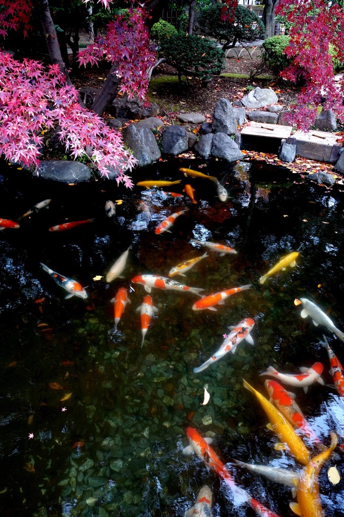 神池庭園の緋鯉