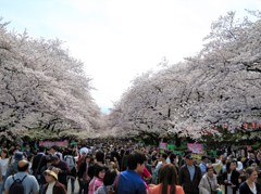 上野公園の桜