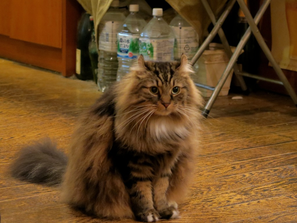 心配かけたニャ