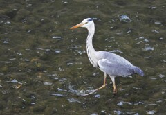 小魚が豊富のよう