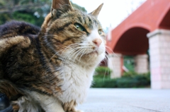 凛々と（横浜「港の見える丘公園」霧笛橋組）
