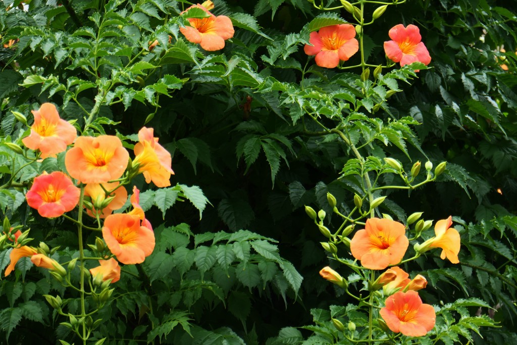 ノウゼンカズラ