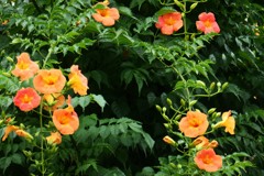 ノウゼンカズラ