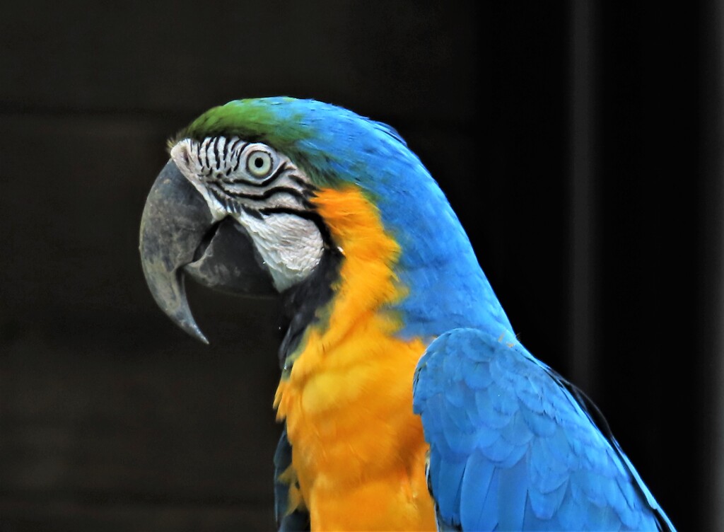 コンゴウインコさん