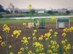 菜の花