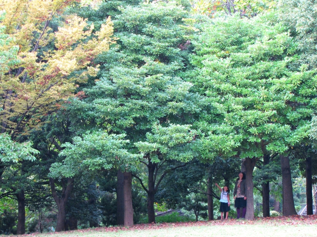 この木なんの木