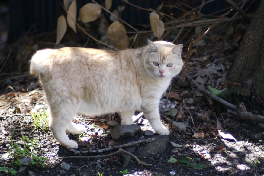 横浜・外人墓地前の口もとが可愛い猫