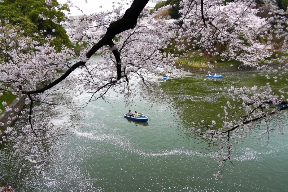 九段の桜 