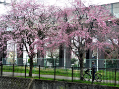 桜の季節