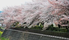 最期の桜