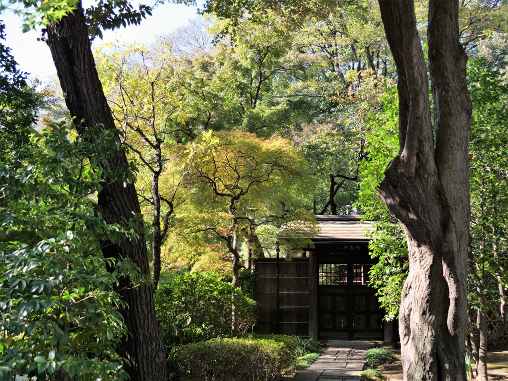 靖国神社の黄葉を見に行く