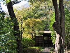 靖国神社の黄葉を見に行く