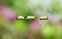 水滴のドクター・イエロー