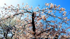 内裏の桜
