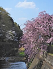 桜にはやっぱり青空