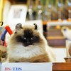 『ねこ自慢』よろしくニャ