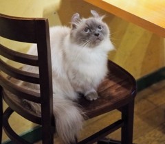 キラキラクーちゃん