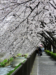 桜並木が終わっても