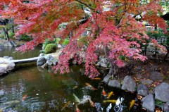 神池庭園の緋鯉