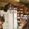 頭の中は99％ネコ