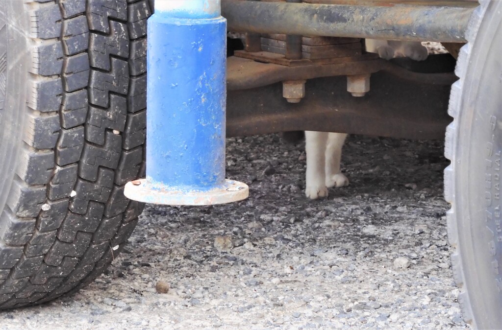 20ｔトラックの下の美脚