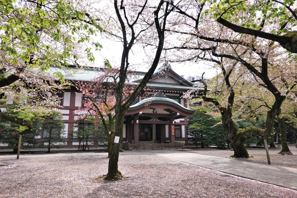 桜の庭