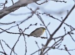 バースデーサービスか