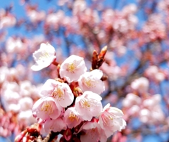 2月25日の早桜