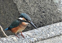 出てこい出てこい