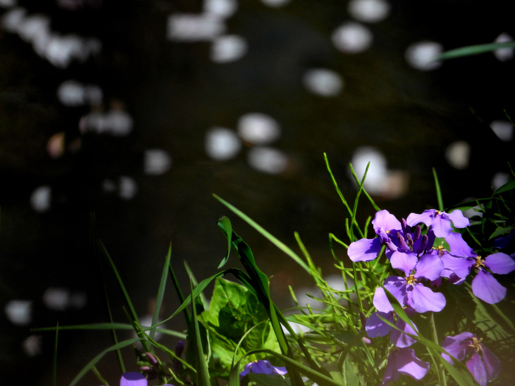 オオアラセイトウ