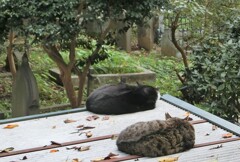 外国人墓地の猫