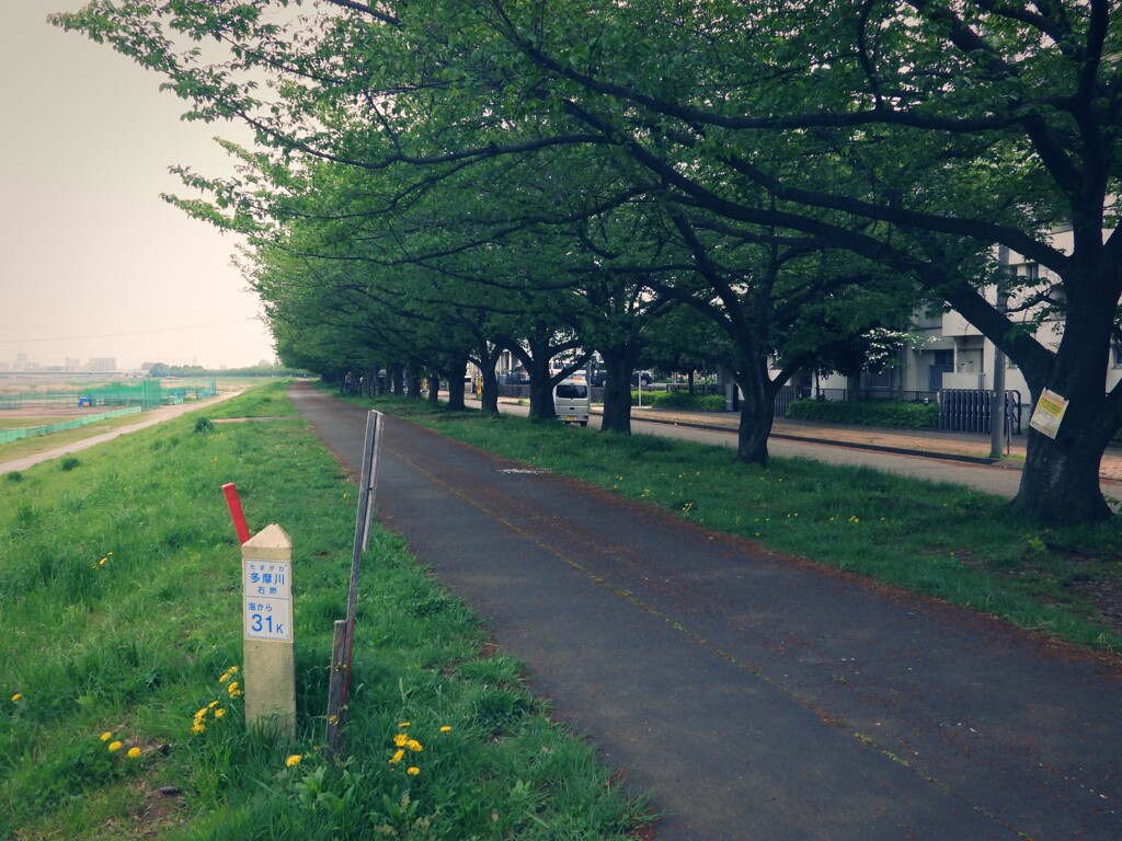 河口から31km