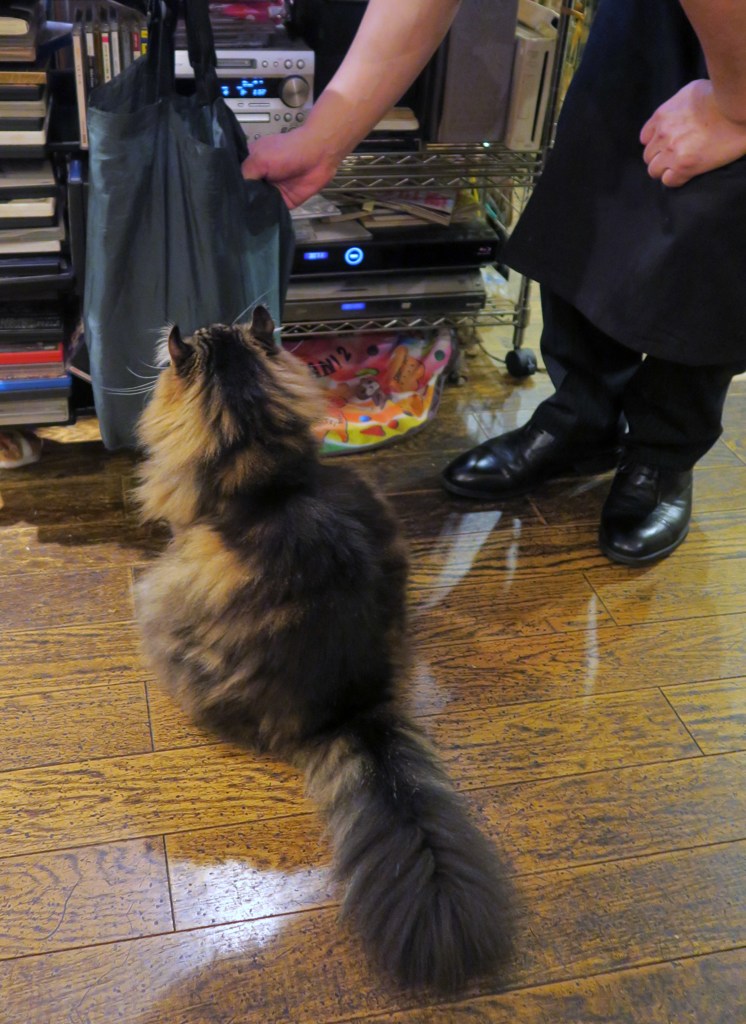 ♪ネコをかん袋に押し込んで