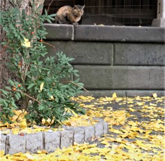 太宗寺のニャンコ