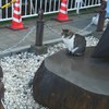 駒猫