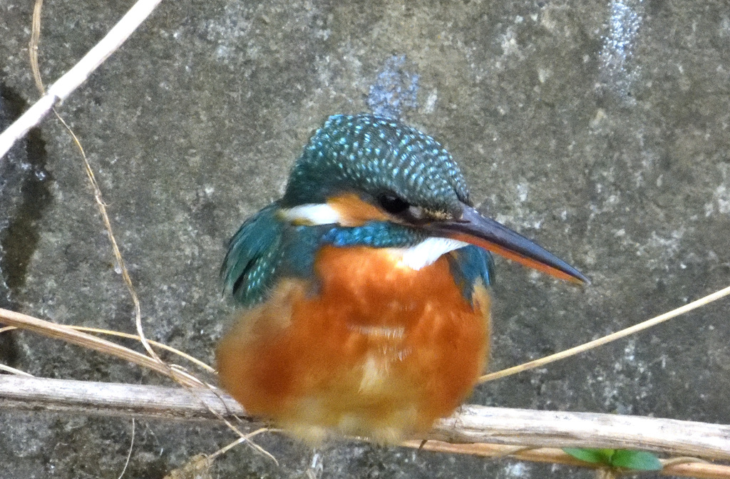 カワセミ