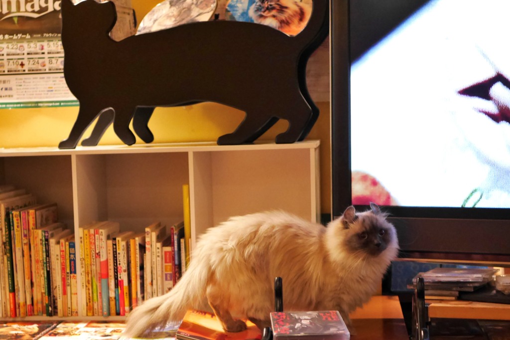 ね～、この黒猫だれ？
