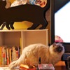 ね～、この黒猫だれ？