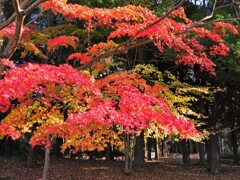 多摩中央公園の紅葉